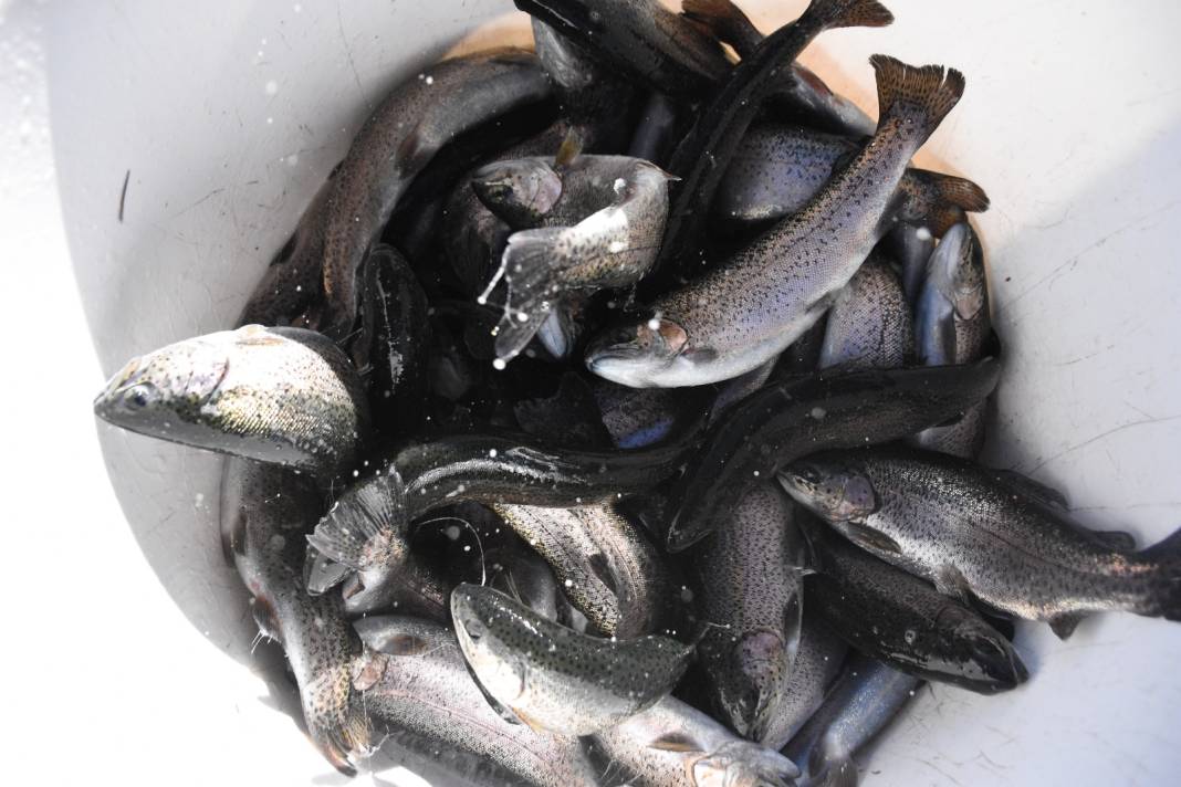 Denizi olmayan köyden 10 ülkeye balık yolladılar 2